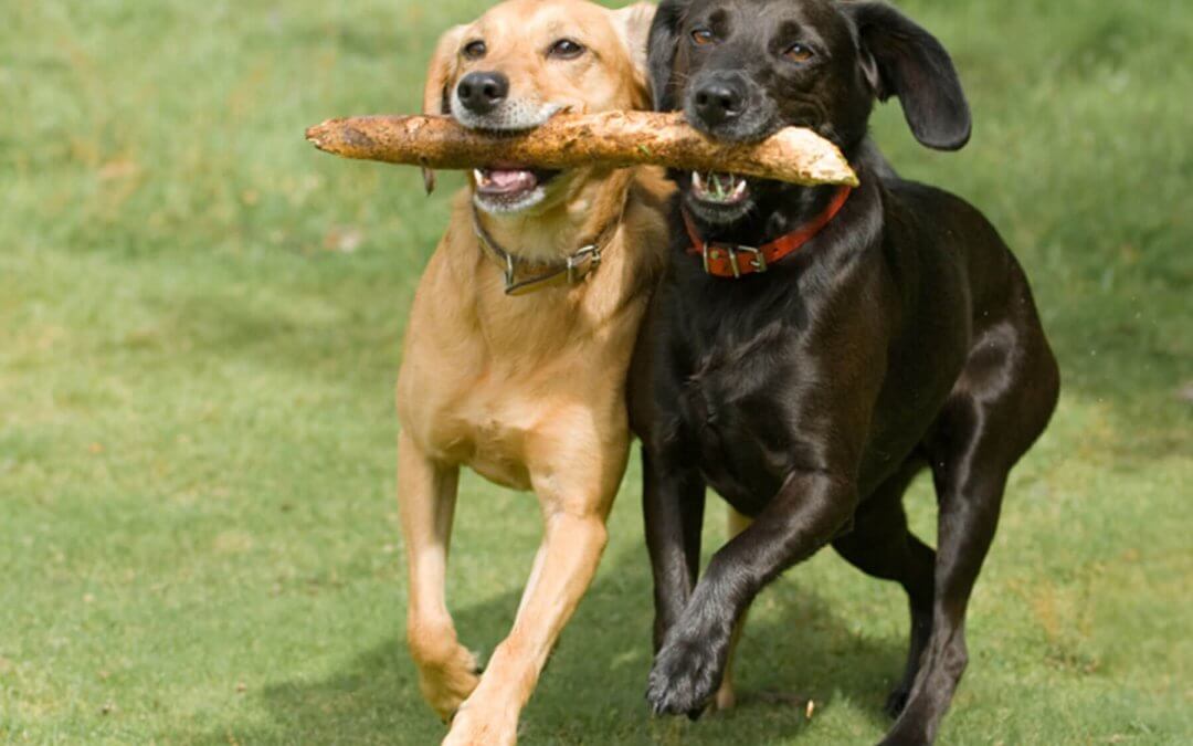 Haytor Kennels & Cattery: Search Engine Optimization